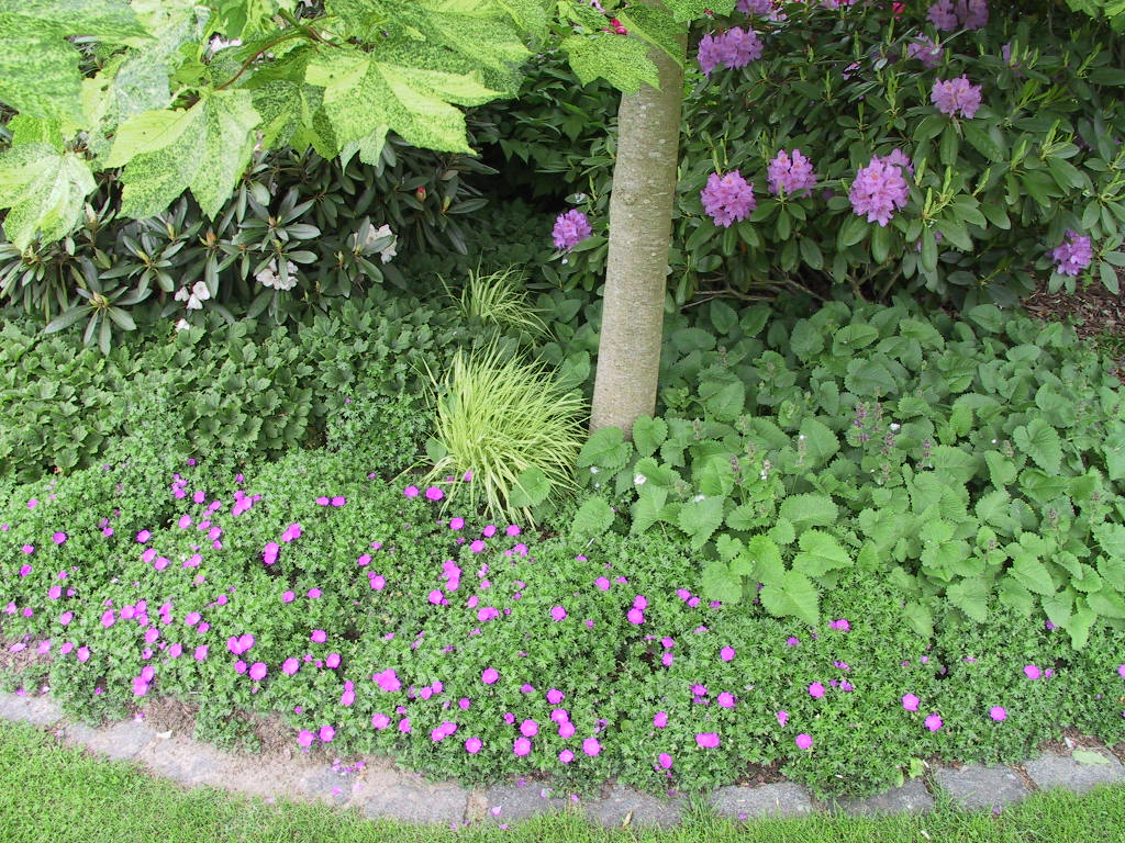 Geranium Max Frei+Rhododendron Grandiflorum+Stachys grandiflora Superba.jpg